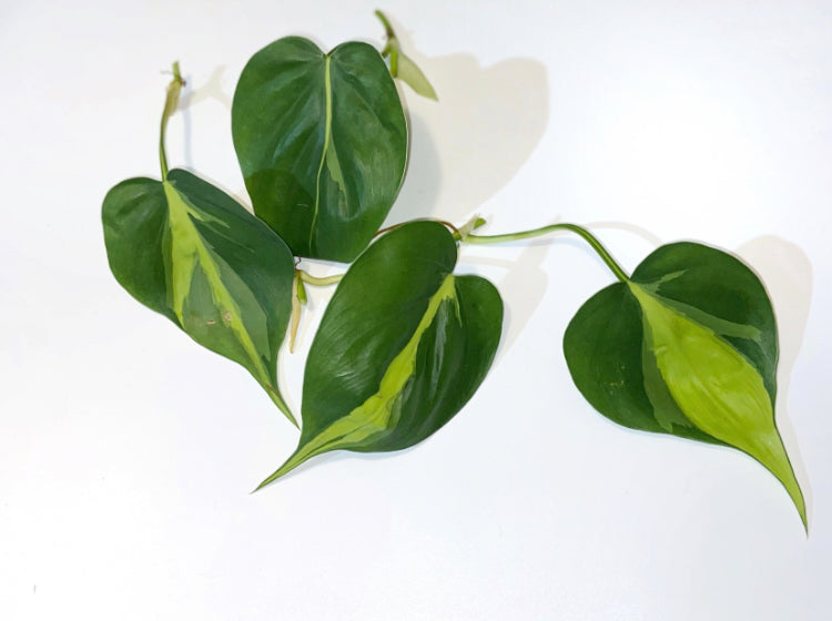 Low Maintenance Plants - Effortless Greenery for Any Space
