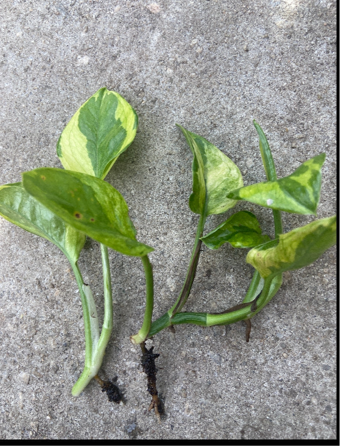 lemon Meringue Pothos