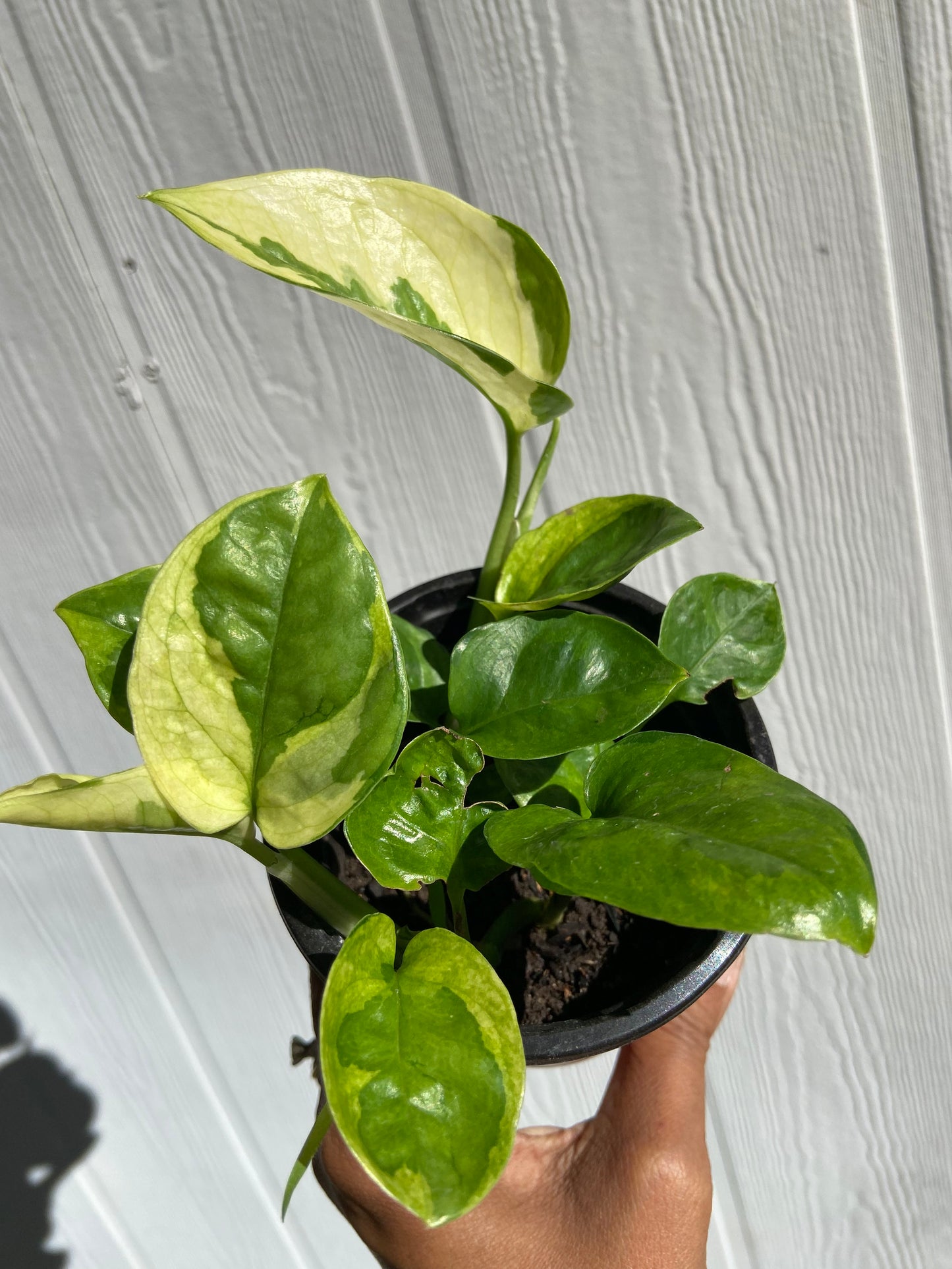 lemon Meringue Pothos