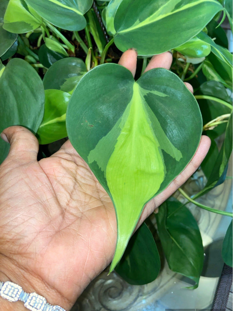 Philodendron Brazil Cutting. Sweetheart, Scandens, unrooted Pothos , philodendron house plant