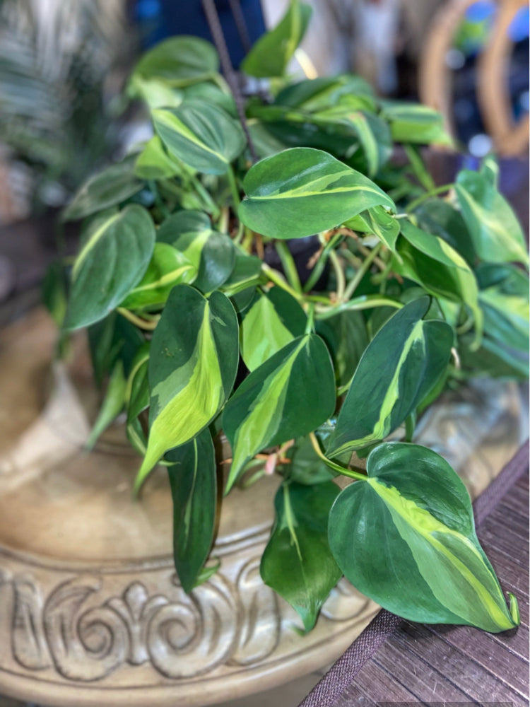 Philodendron Brazil Cutting. Sweetheart, Scandens, unrooted Pothos , philodendron house plant