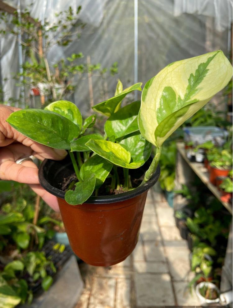 lemon Meringue Pothos