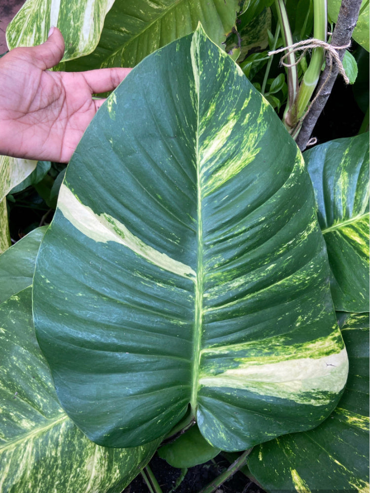 Giant Hawaiian Pothos