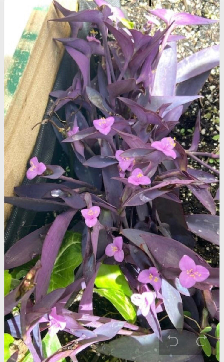 Purple Heart, Tradescantia Pallida, Purple Plants