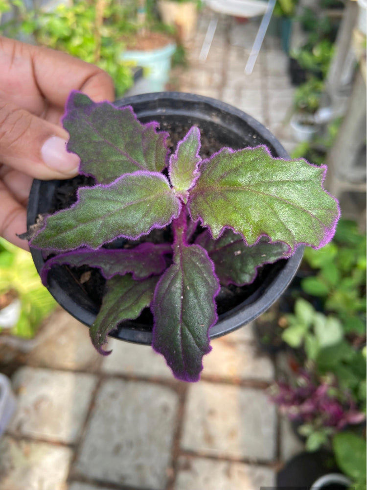 Purple Passion Plants