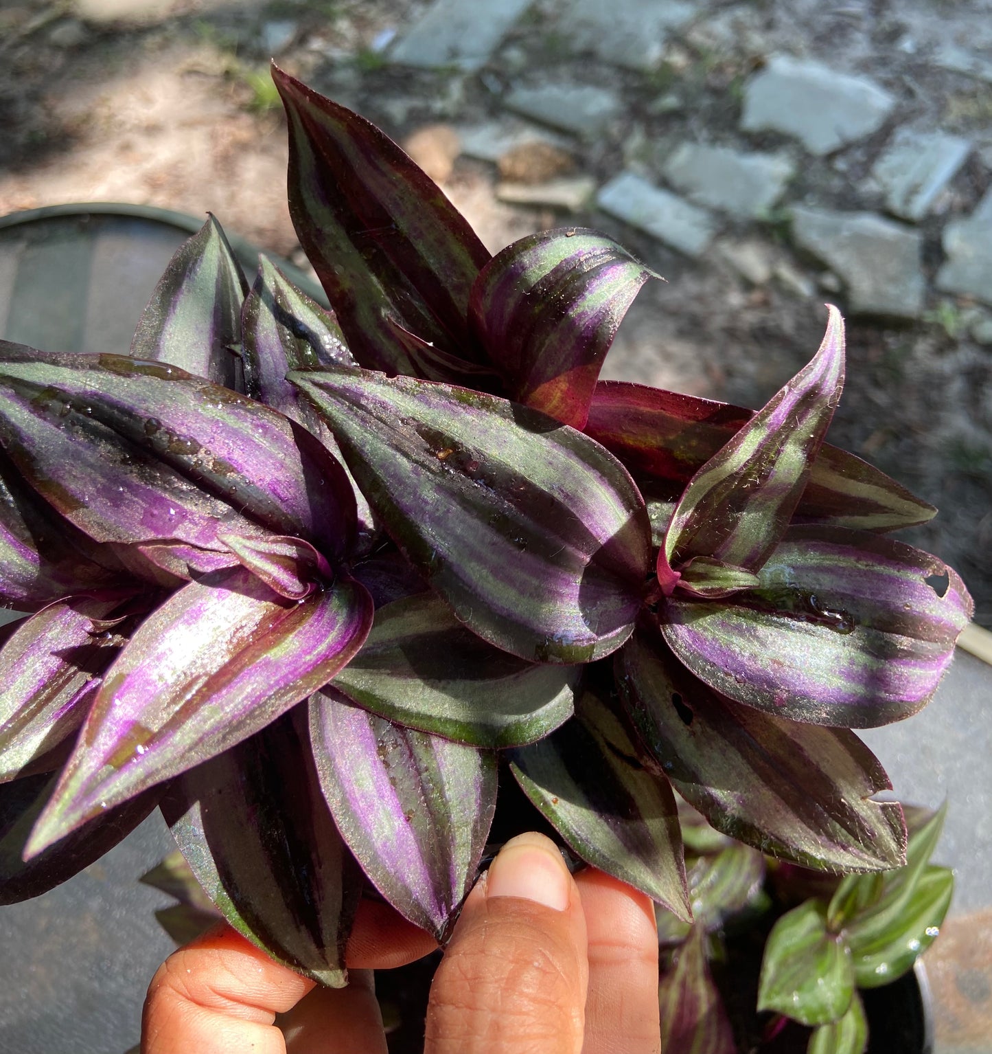 Wandering Jew Plant – Vibrant Trailing purple Beauty