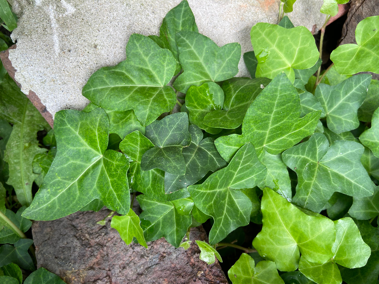 English Ivy Plant. Easy-Care Trailing Houseplant | Air, Purifying Vine | Live Plant in 4” Pot