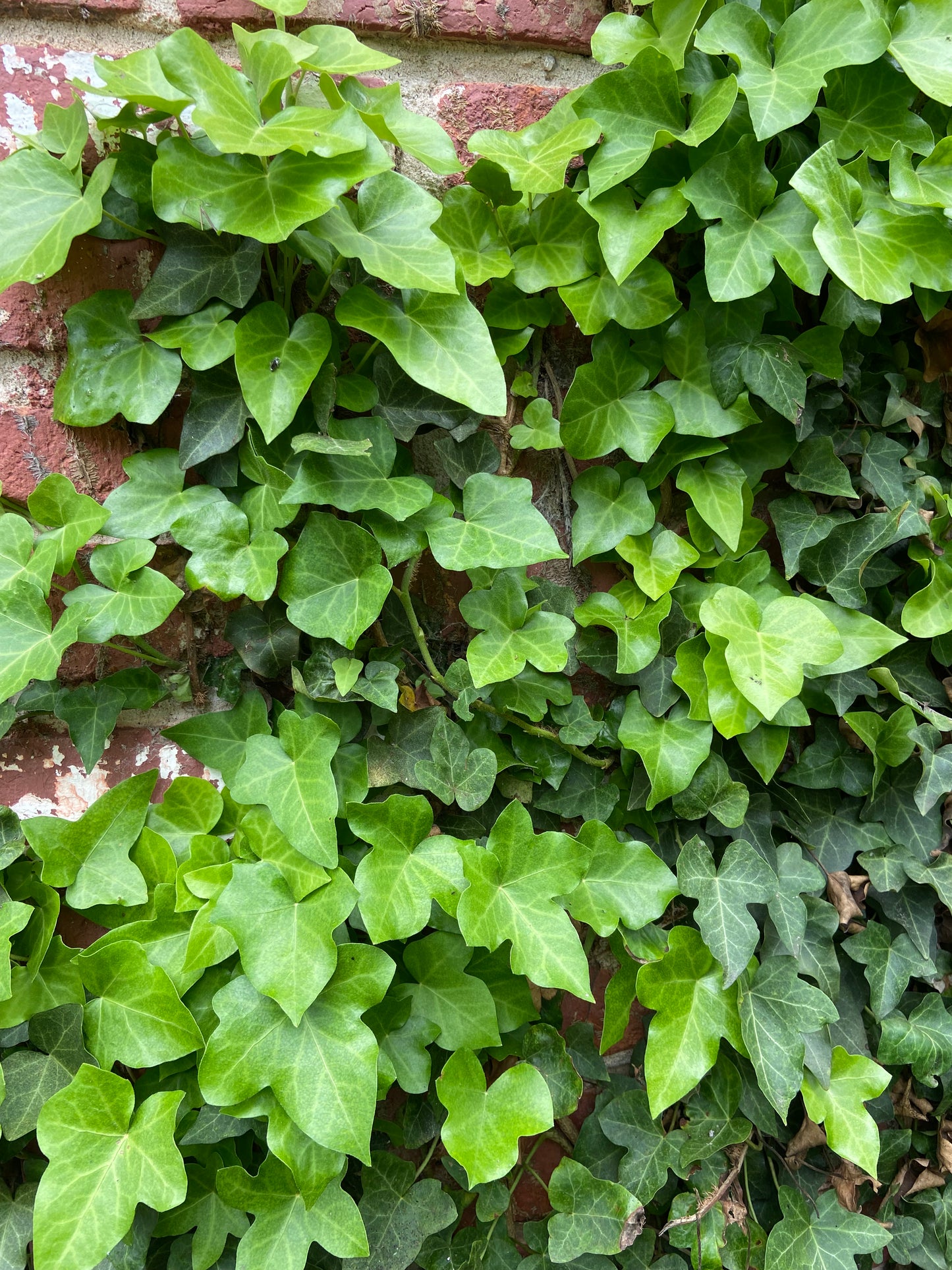 English Ivy Plant. Easy-Care Trailing Houseplant | Air, Purifying Vine | Live Plant in 4” Pot
