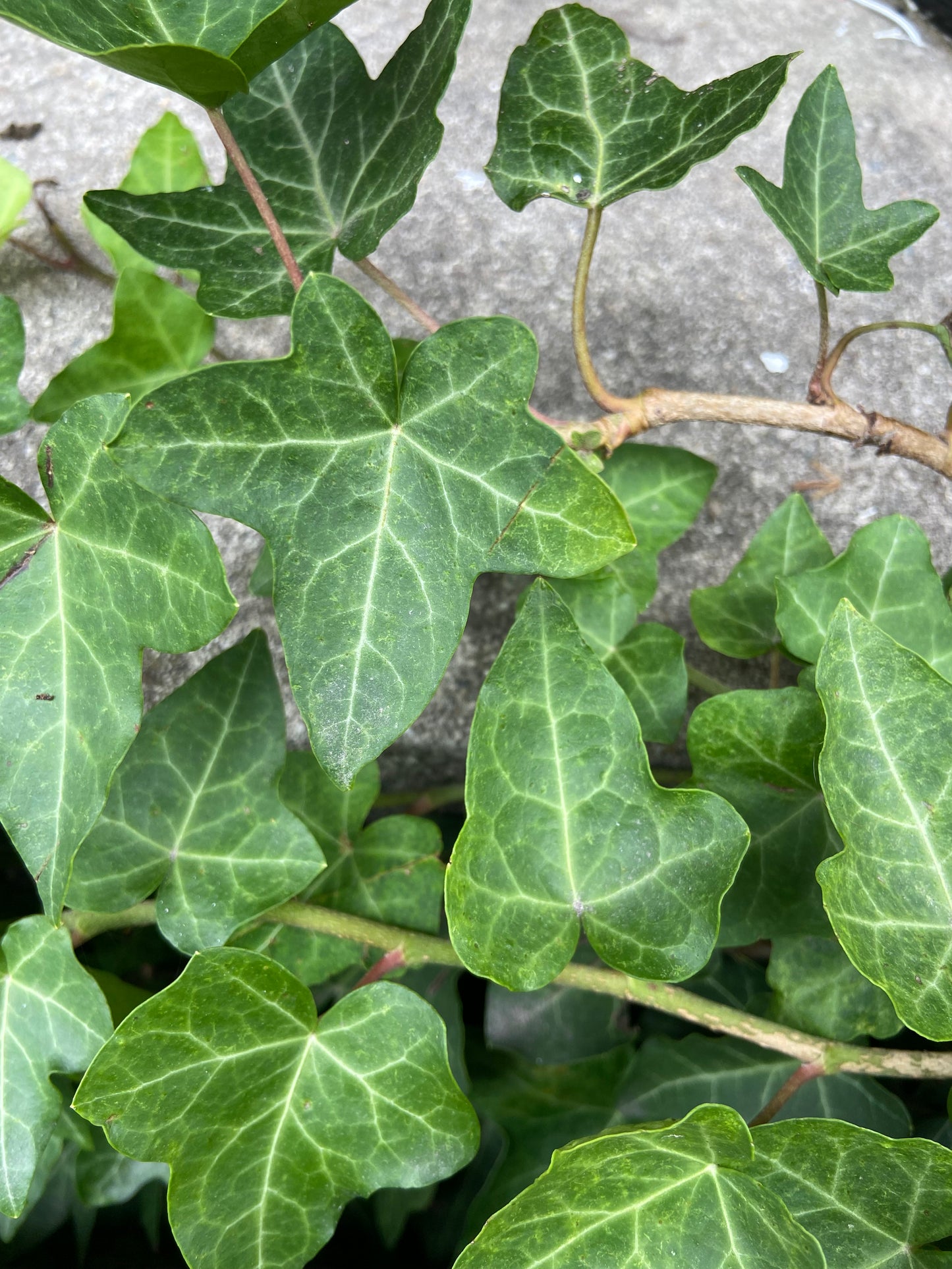 English Ivy Plant. Easy-Care Trailing Houseplant | Air, Purifying Vine | Live Plant in 4” Pot