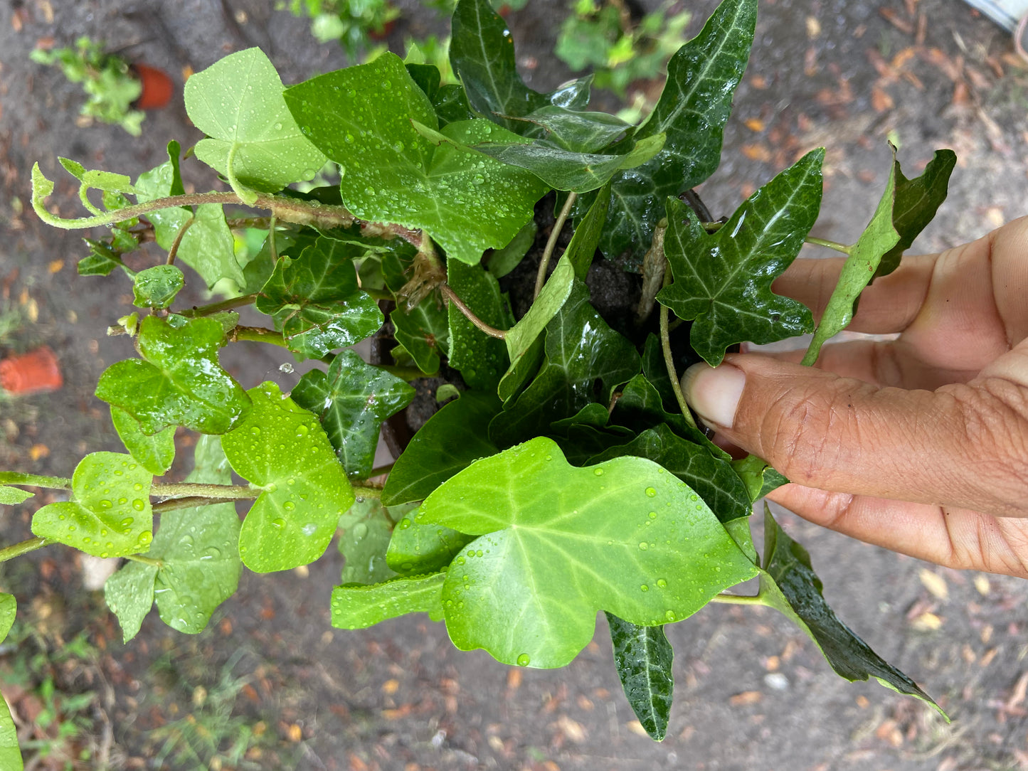 English Ivy Plant. Easy-Care Trailing Houseplant | Air, Purifying Vine | Live Plant in 4” Pot
