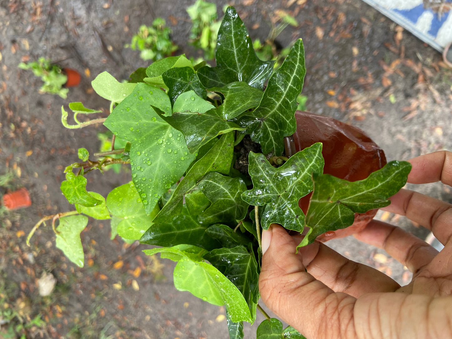 English Ivy Plant. Easy-Care Trailing Houseplant | Air, Purifying Vine | Live Plant in 4” Pot