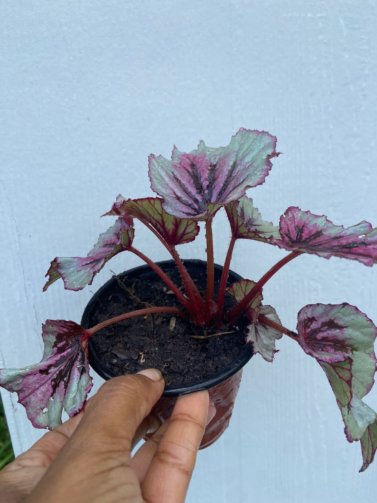 Begonias Rex Bold & Beautiful Foliage Plant