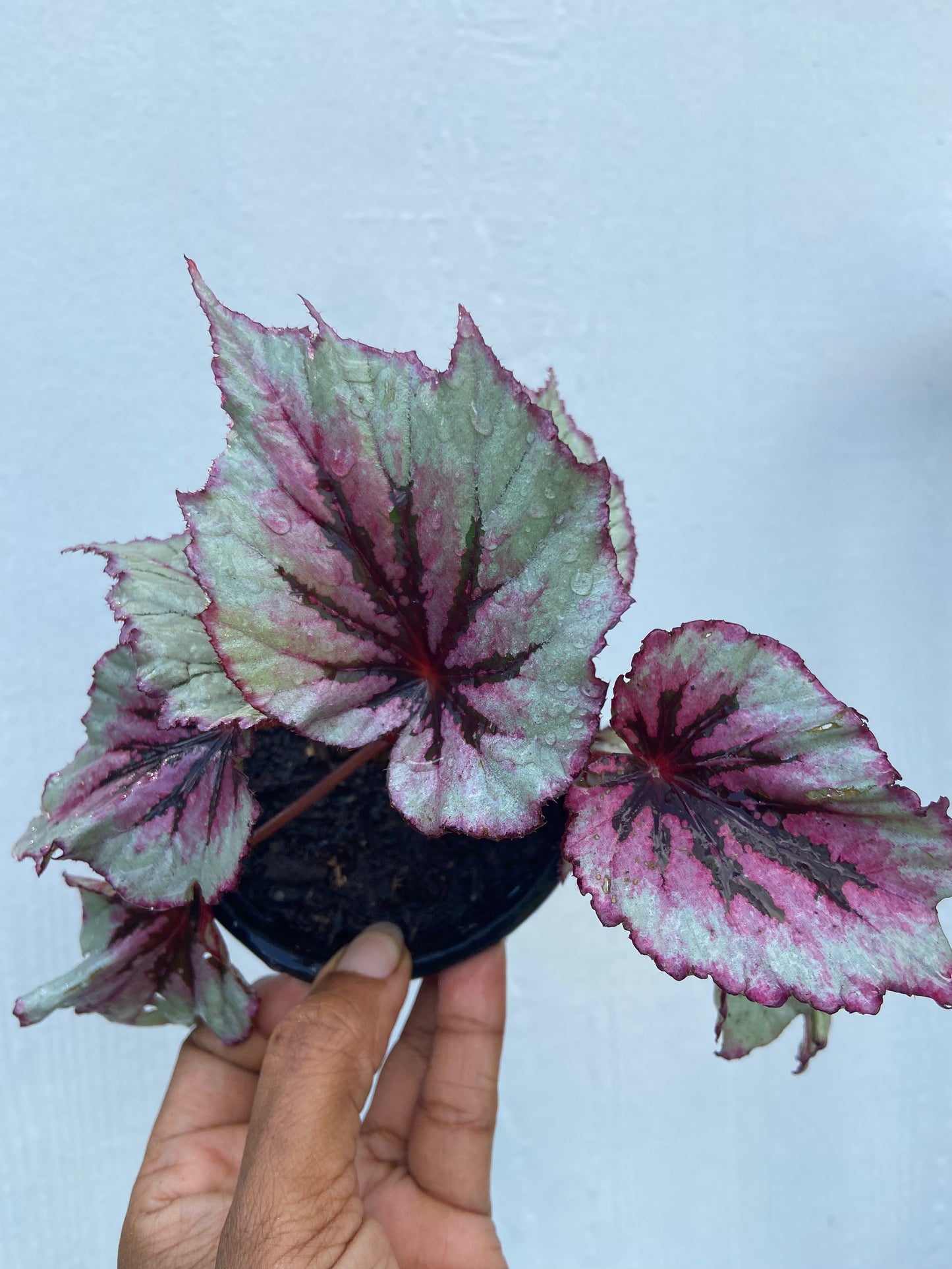 Begonias Rex Bold & Beautiful Foliage Plant