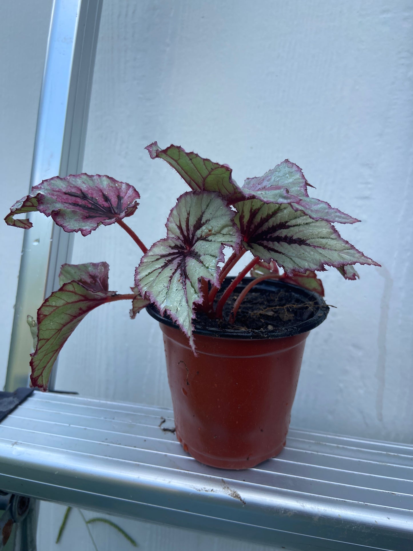 Begonias Rex Bold & Beautiful Foliage Plant