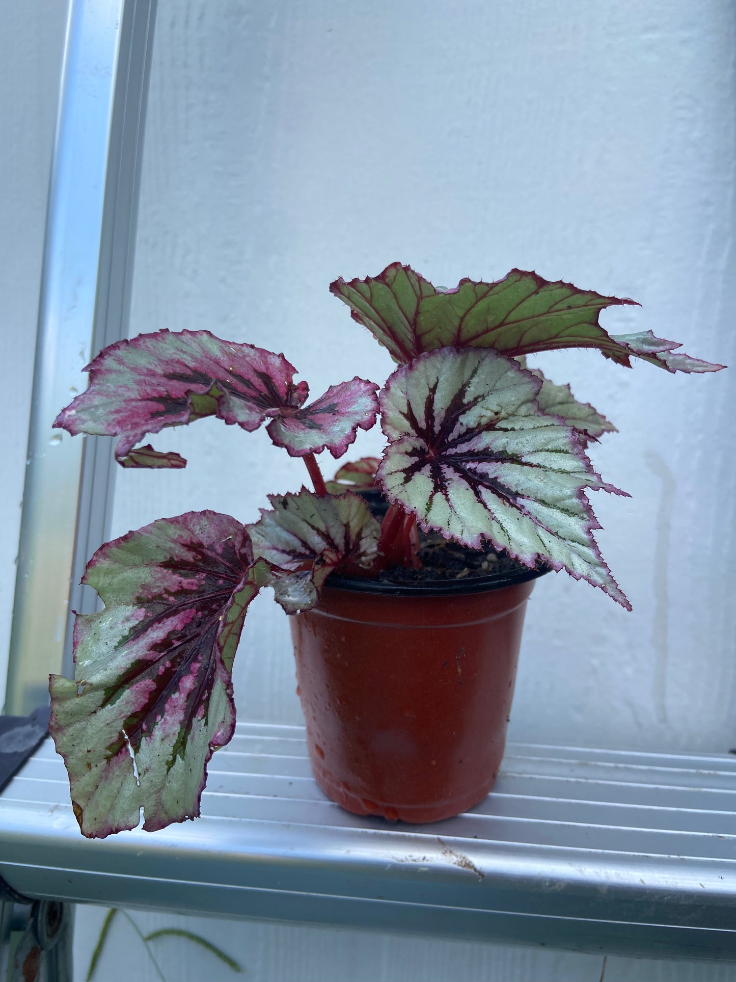Begonias Rex Bold & Beautiful Foliage Plant