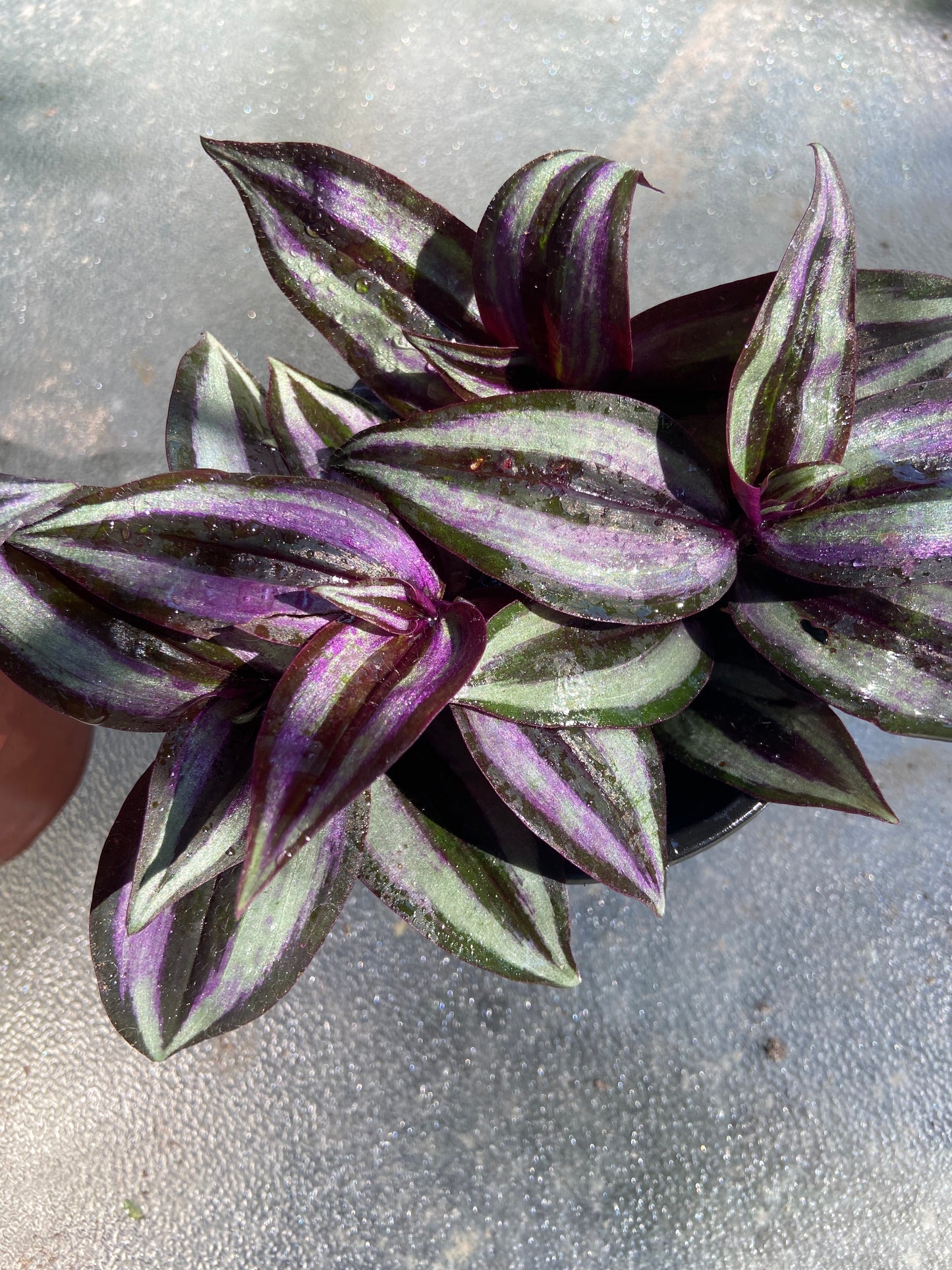 Wandering Jew Plant – Vibrant Trailing purple Beauty