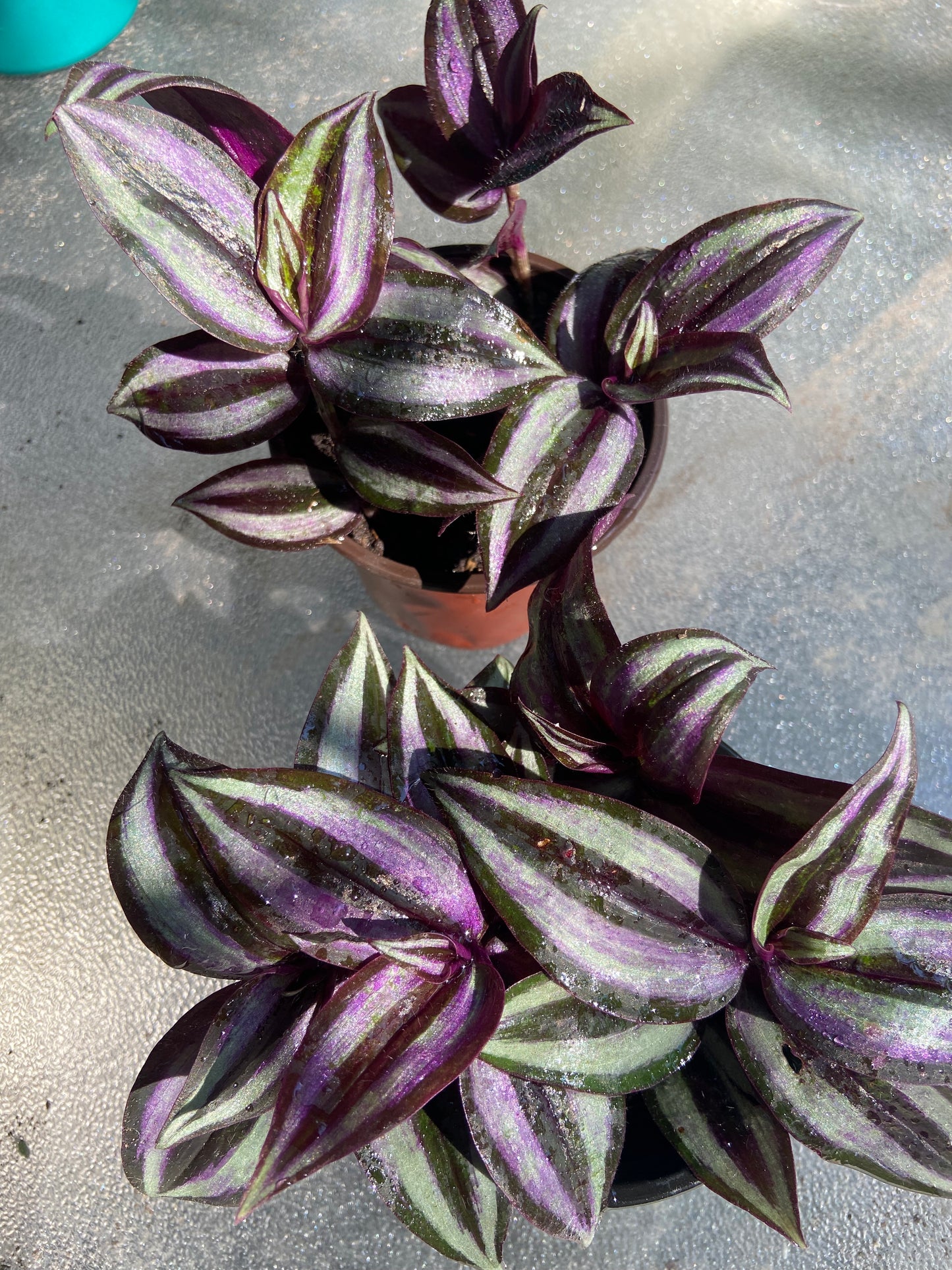 Wandering Jew Plant – Vibrant Trailing purple Beauty