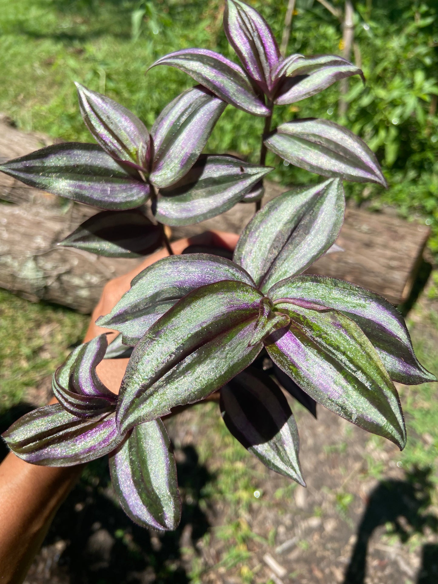 Wandering Jew Plant – Vibrant Trailing purple Beauty