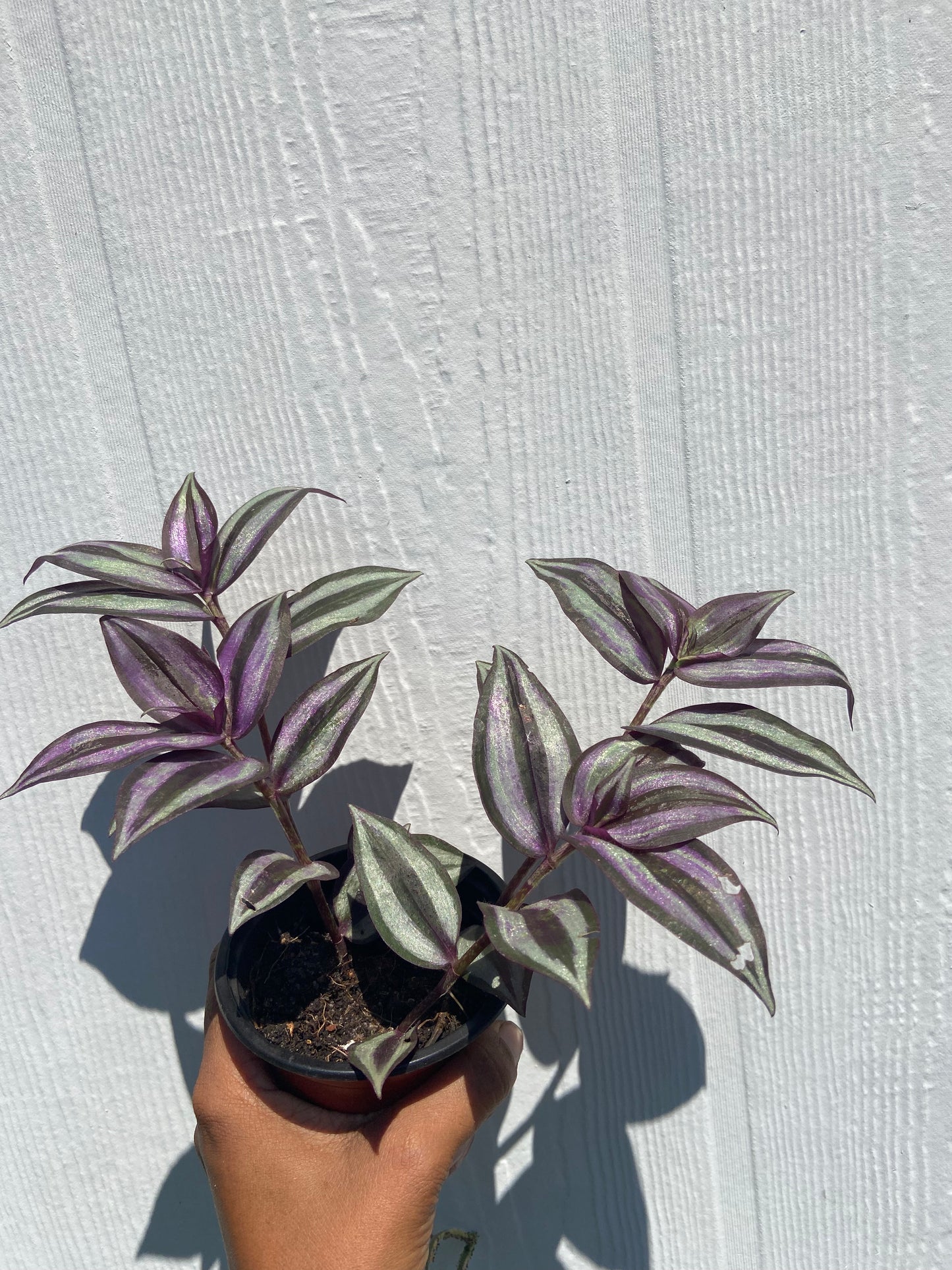 Wandering Jew Plant – Vibrant Trailing purple Beauty