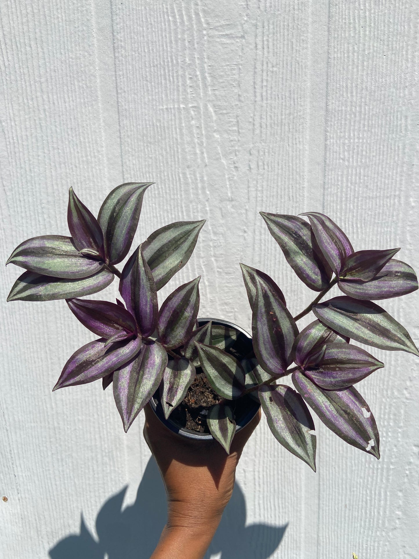 Wandering Jew Plant – Vibrant Trailing purple Beauty