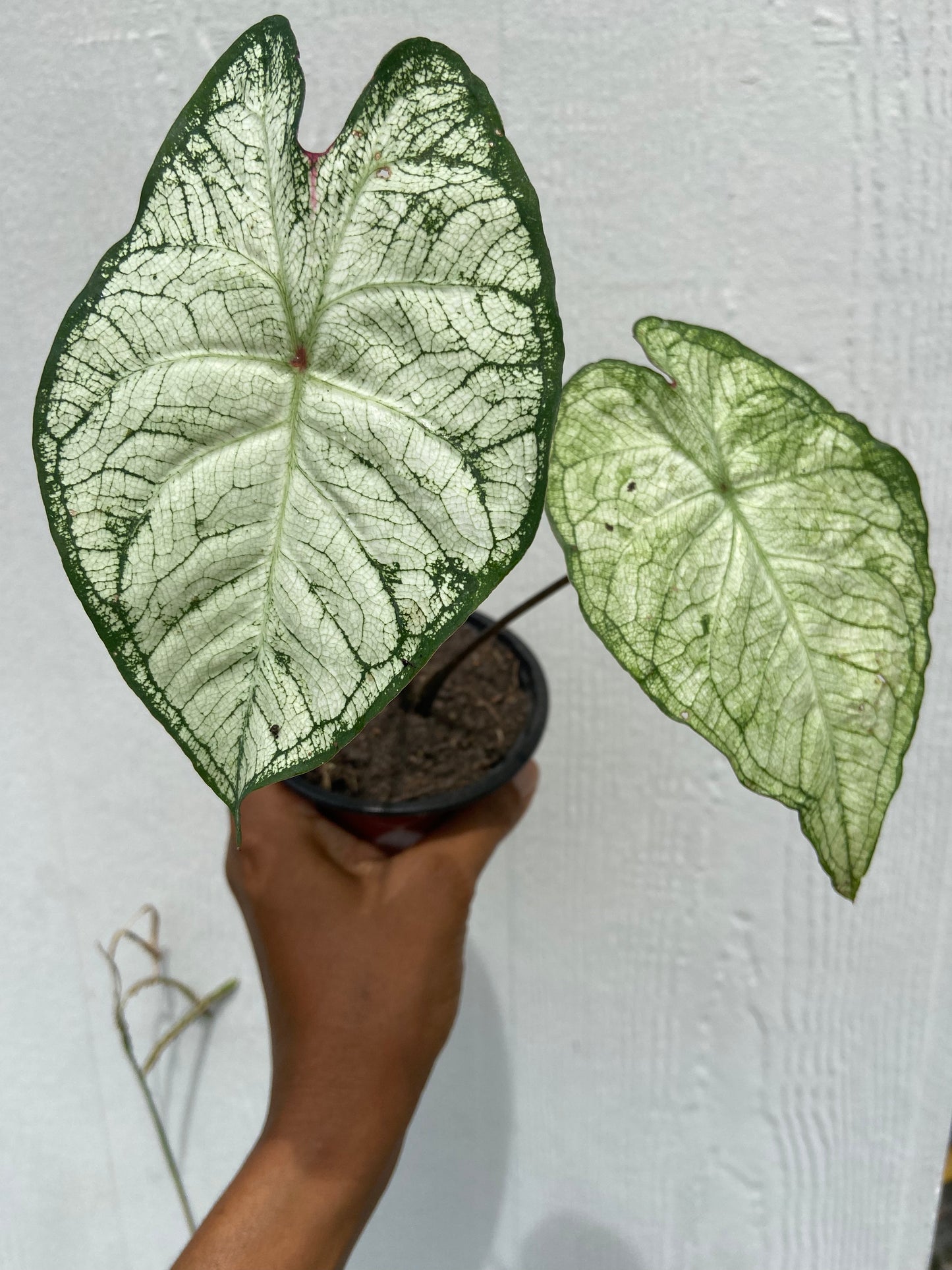 Caladium bicolor, Heart of the Jungle