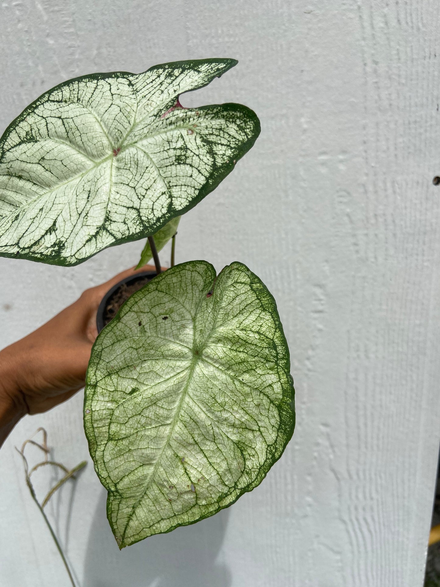 Caladium bicolor, Heart of the Jungle
