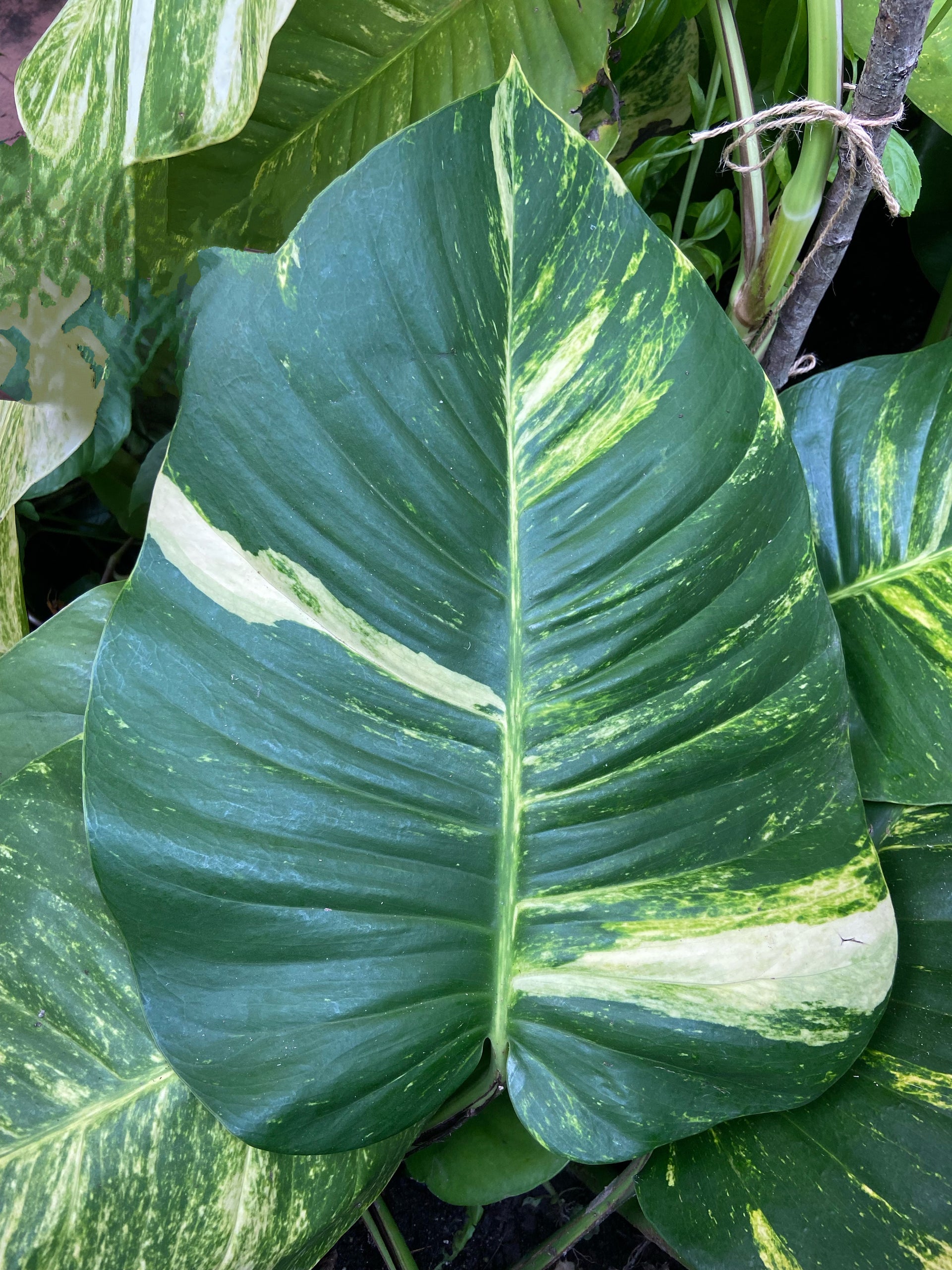 pothos large leaves Giant Hawaiian Pothos – Green Plants Boutique