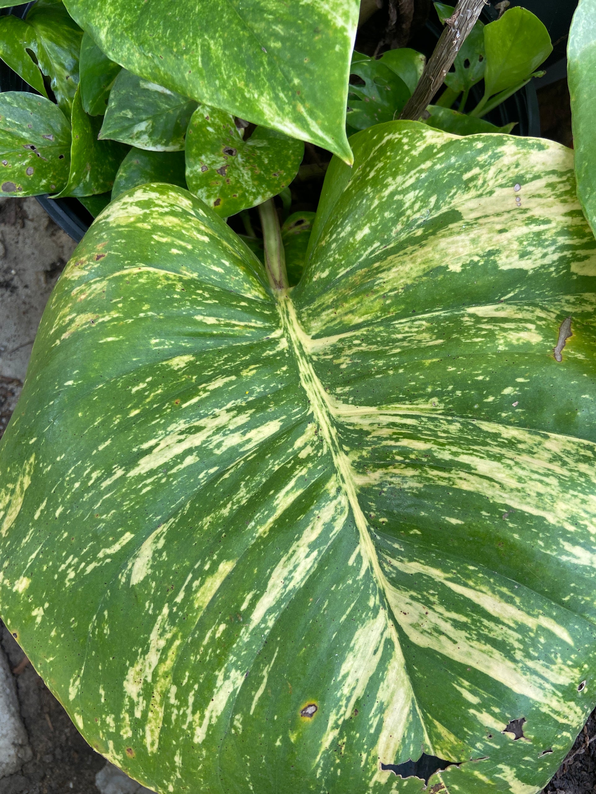 variegated hawaiian pothos Giant Hawaiian Pothos – Green Plants Boutique