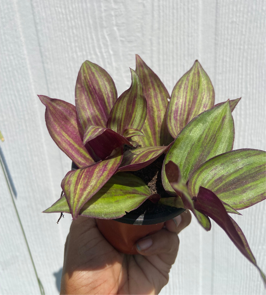 Purple & Green Wandering Jew – Vibrant Trailing Beauty
