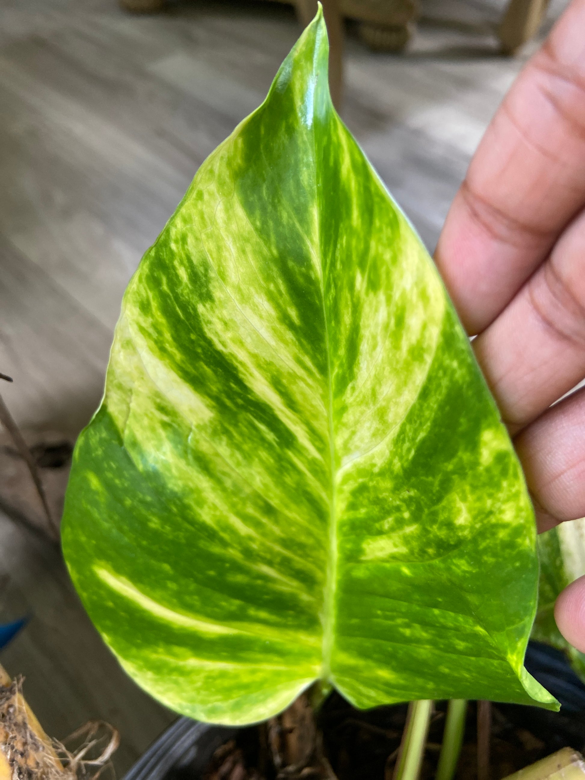 hawaiian pothos for sale Giant Hawaiian Pothos – Green Plants Boutique