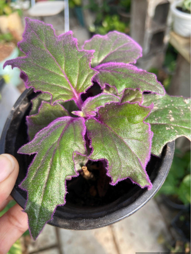 Purple Passion Plants