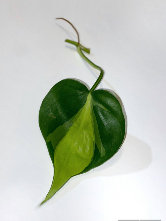 Philodendron Brazil Cutting. Sweetheart, Scandens, unrooted Pothos , philodendron house plant