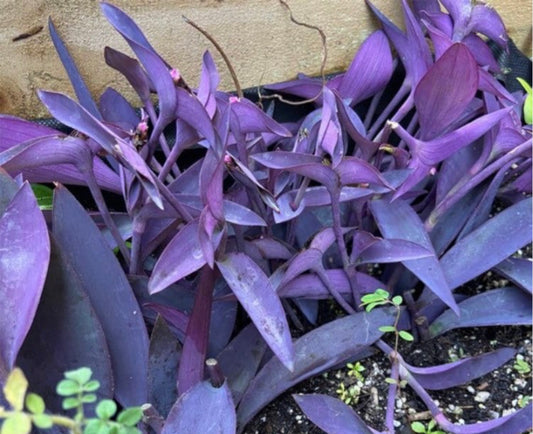 Purple Heart, Tradescantia Pallida, Purple Plants