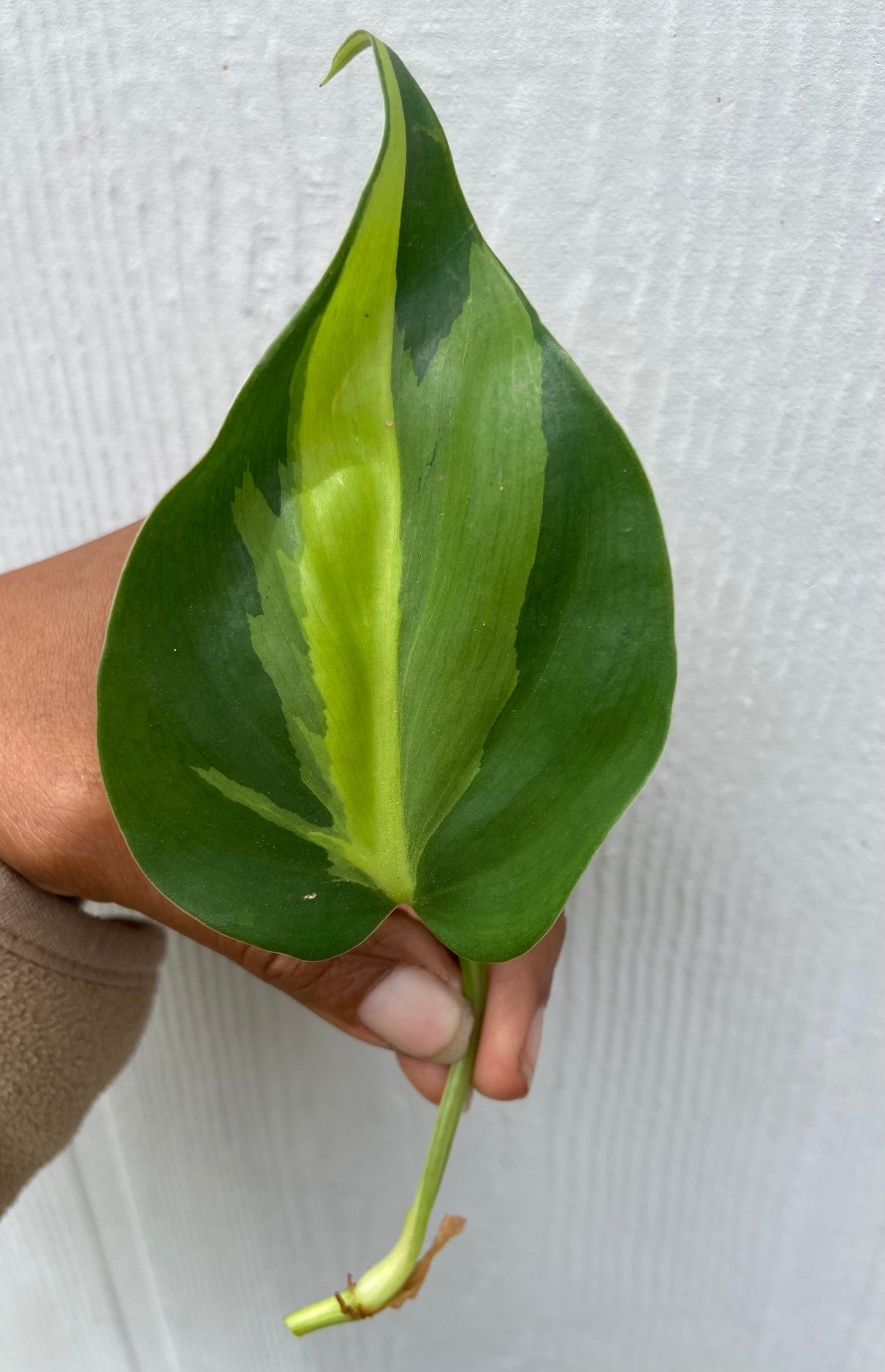 Philodendron Brazil Cutting. Sweetheart, Scandens, unrooted Pothos , philodendron house plant