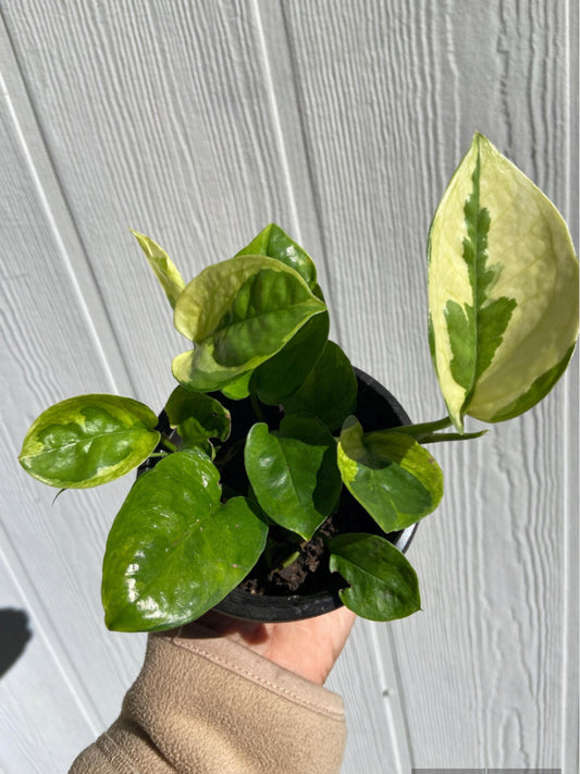 lemon Meringue Pothos