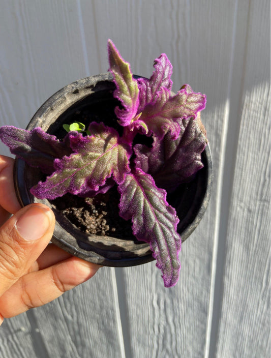 Purple Passion Plants