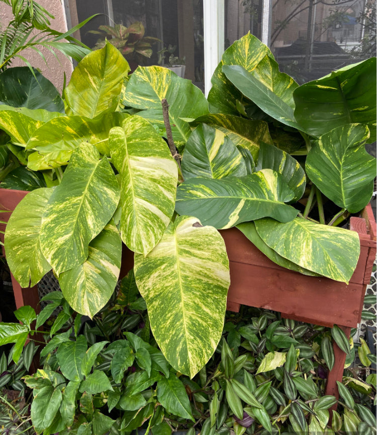 Giant Hawaiian Pothos