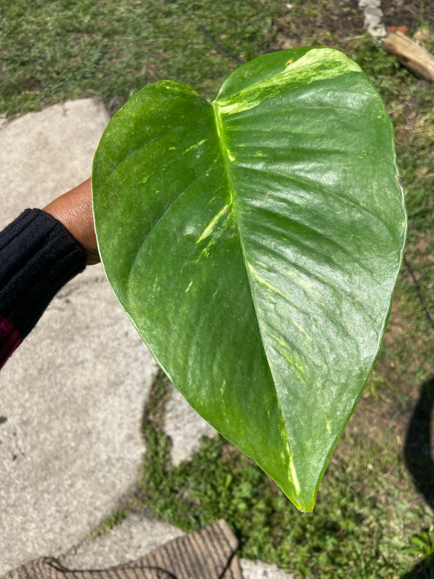 Giant Hawaiian Pothos