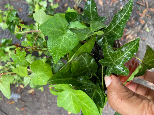 English Ivy Plant. Easy-Care Trailing Houseplant | Air, Purifying Vine | Live Plant in 4” Pot