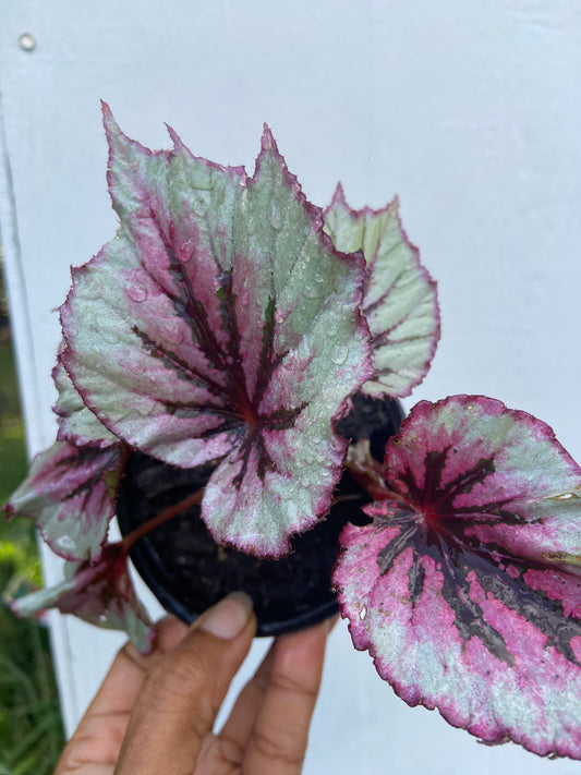 Begonias Rex  Bold & Beautiful Foliage Plant