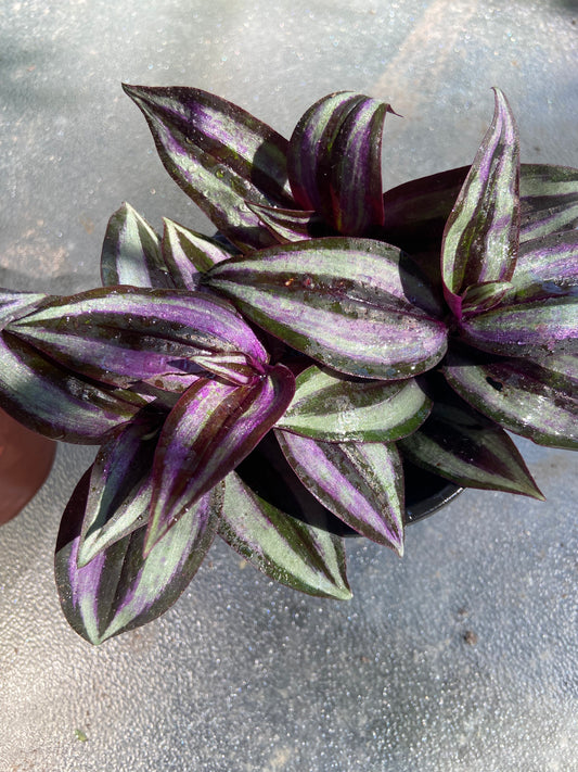 Wandering Jew Plant – Vibrant Trailing purple Beauty