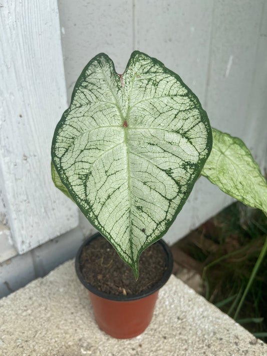 Caladium bicolor, Heart of the Jungle